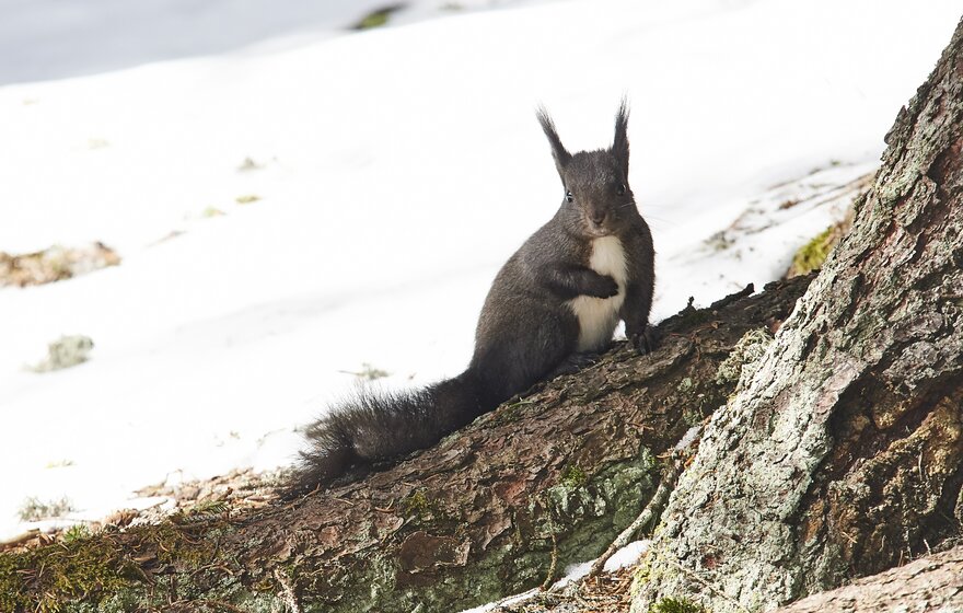 Eichhoernliweg_Feb2016_026.jpg | © Arosa Tourismus / Nina Hardegger-Mattli
