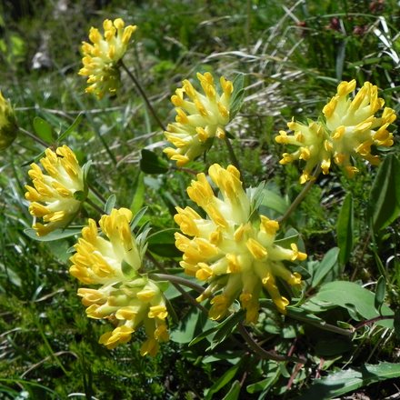 Wundklee