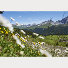 maran-blumen-2.jpg | © Arosa Tourismus / Nina Hardegger-Mattli