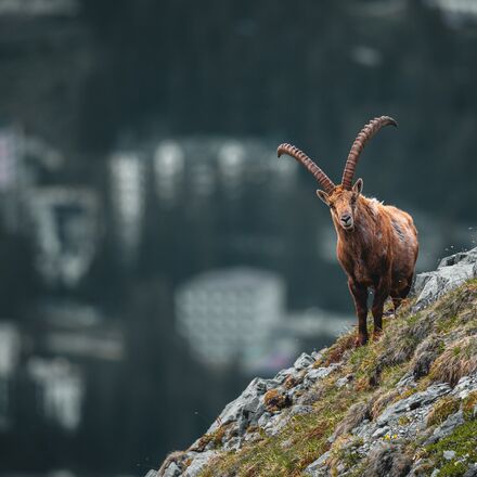 steinbock mit dorf -copyright-veit-fritz.jpg | © Veit Fritz