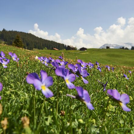 Maran Blumenwiese 2-Arosa.jpg | © Arosa Tourismus / Nina Hardegger-Mattli