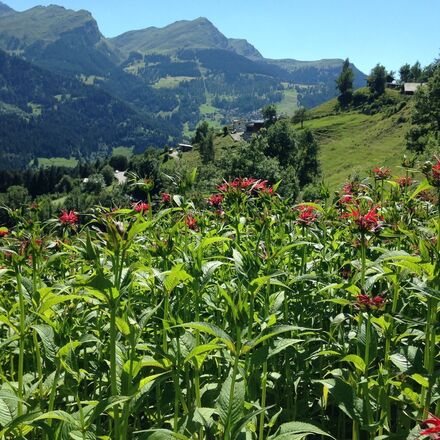 Biogarten Schanfigg Arosa | © Arosa Tourismus