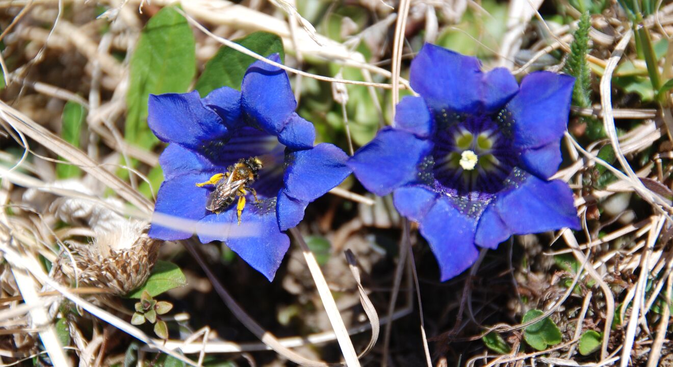 Flora und Fauna | © Nina Mattli Flora und Fauna | © Nina Mattli