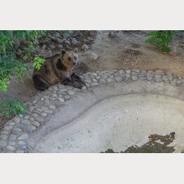 Bärenweibchen im Zoo Skopje | © Stiftung Arosa Bären / VIER PFOTEN