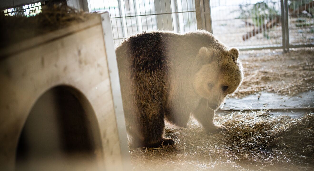 Sam vs Bear