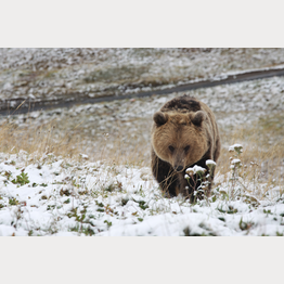 Erster Schnee im Arosa Bärenland | © Stiftung Arosa Bären / VIER PFOTEN