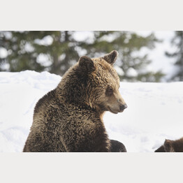 20191111_ABL_Schnee_Amelia_12.jpg | © Stiftung Arosa Bären / VIER PFOTEN 