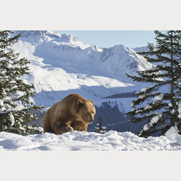 20191110_ABL_Schnee_Napa_11.jpg | © Stiftung Arosa Bären / VIER PFOTEN
