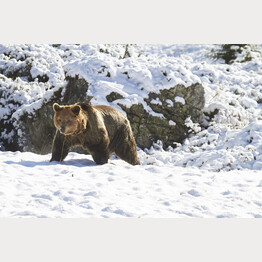 20191105_ABL_Schnee_Meimo_03.jpg | © Stiftung Arosa Bären / VIER PFOTEN
