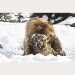 20191111_ABL_Schnee_Napa_Amelia_07.jpg | © Stiftung Arosa Bären / VIER PFOTEN