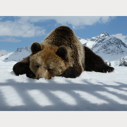 Meimo im Arosa Bärenland | © Stiftung Arosa Bären / VIER PFOTEN