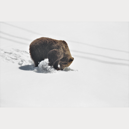 Frühling im Arosa Bärenland, Bären erstmals wieder aktiv | © Stiftung Arosa Bären / VIER PFOTEN
