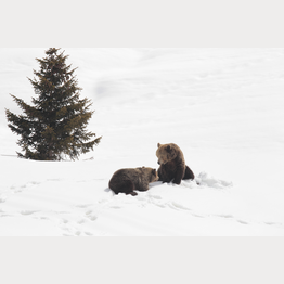 Frühling im Arosa Bärenland, Bären erstmals wieder aktiv | © Stiftung Arosa Bären / VIER PFOTEN