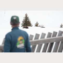 Frühling im Arosa Bärenland, Bären erstmals wieder aktiv | © Stiftung Arosa Bären / VIER PFOTEN