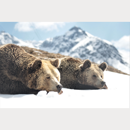 Amelia und Meimo im Arosa Bärenland | © Stiftung Arosa Bären / VIER PFOTEN