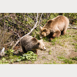 Amelia und Meimo im Arosa Bärenland | © Stiftung Arosa Bären / VIER PFOTEN