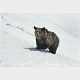 Frühling im Arosa Bärenland, Bären erstmals wieder aktiv | © Stiftung Arosa Bären / VIER PFOTEN