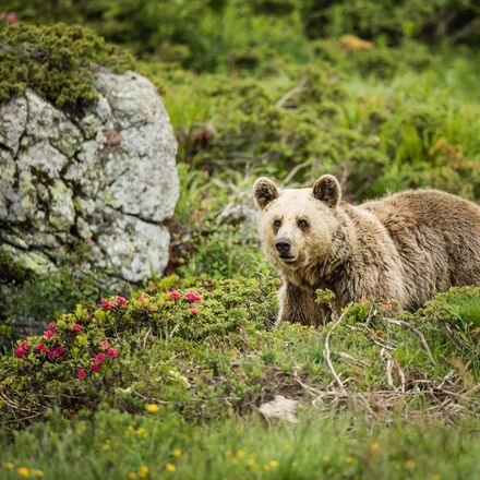 Amelia im Arosa Bärenland | © Stiftung Arosa Bären / VIER PFOTEN
