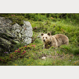 Amelia im Arosa Bärenland | © Stiftung Arosa Bären / VIER PFOTEN