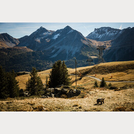 Bär im Arosa Bärenland | © Stiftung Arosa Bären / VIER PFOTEN