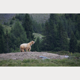 Napas Blick in die Weite.JPG | © Stiftung Arosa Bären / VIER PFOTEN