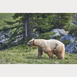 Napa vor felsiger Landschaft.jpg | © Stiftung Arosa Bären / VIER PFOTEN