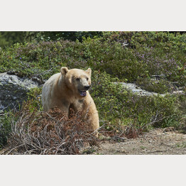 Napa im Gestrüpp.jpg | © Stiftung Arosa Bären / VIER PFOTEN