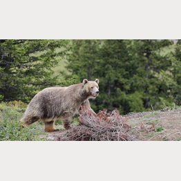 EIST_5D_2018_09_05_1378.JPG | © Stiftung Arosa Bären / VIER PFOTEN