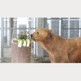 2019_04_03_Napa_0863.JPG | © Stiftung Arosa Bären / VIER PFOTEN