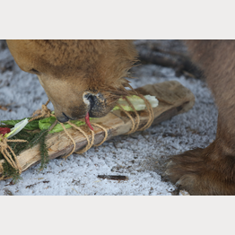 2019_04_04_Napa_0991.JPG | © Stiftung Arosa Bären / VIER PFOTEN