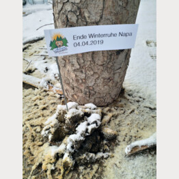 2019_04_04_Ende Winterruhe.jpg | © Stiftung Arosa Bären / VIER PFOTEN