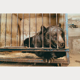 20201201-Jambolina-kaefig.jpg | © FOUR PAWS | Svetlana Dmitrenko