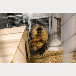 20190201-meimo.jpg | © Stiftung Arosa Bären / VIER PFOTEN