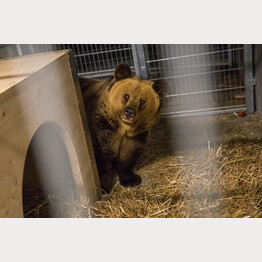 20190201-amelia.jpg | © Stiftung Arosa Bären / VIER PFOTEN
