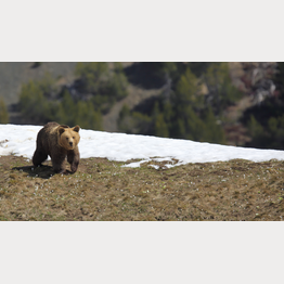 2019_06_02_(1007)_Amelia.JPG | © Stiftung Arosa Bären / VIER PFOTEN