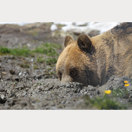 2019_06_02_(1025)_Meimo.JPG | © Stiftung Arosa Bären / VIER PFOTEN
