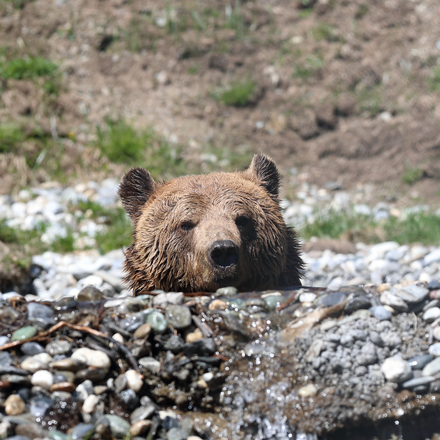Besuchen Sie das Arosa Bärenland | © Stiftung Arosa Bären / VIER PFOTEN