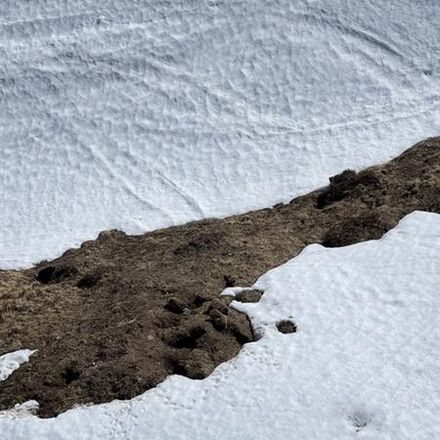Murmeltiere im Schnee | © Sophie Körner