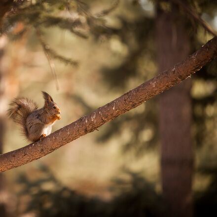 Eichhörnchen im Wald | © Pavel Charny | Pixaby