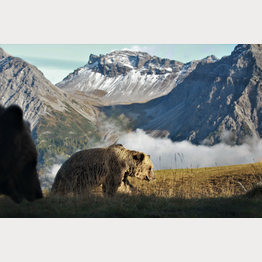 © Stiftung Arosa Bären / VIER PFOTEN
