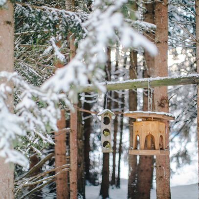 Wintermärli im Wald