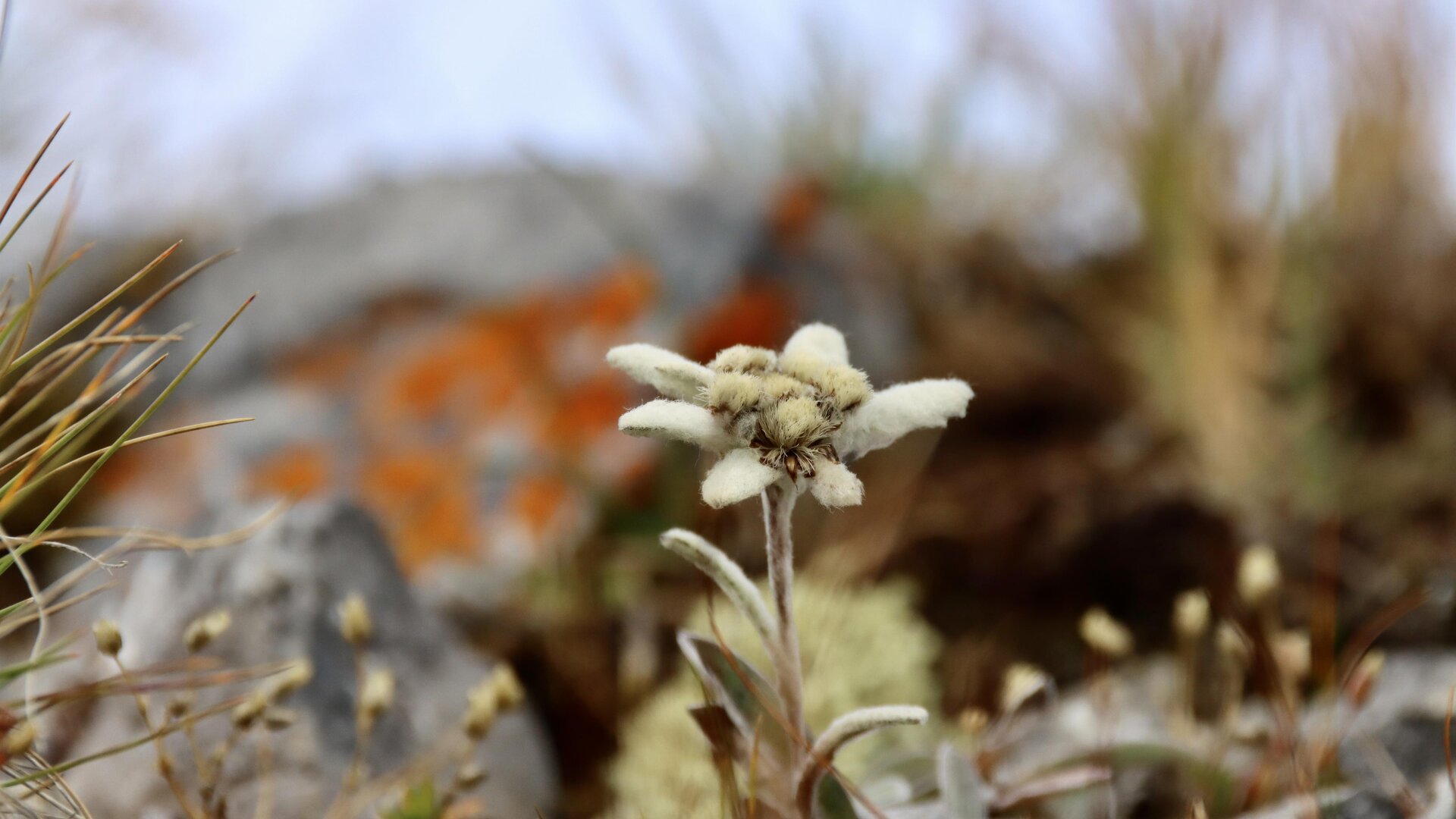 bergblume | © Beat Caduff