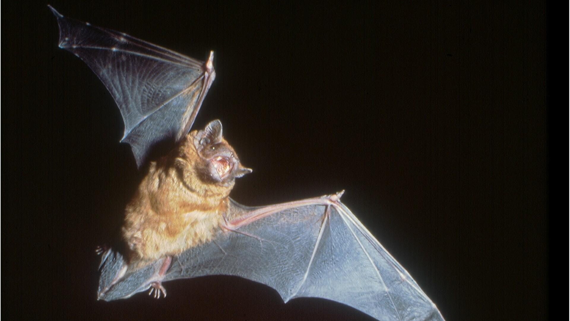 Nyctalus noctula, grosser Abendsegler | © www.fledermausschutz.ch