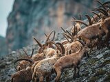 steinboecke | © Veit Fritz