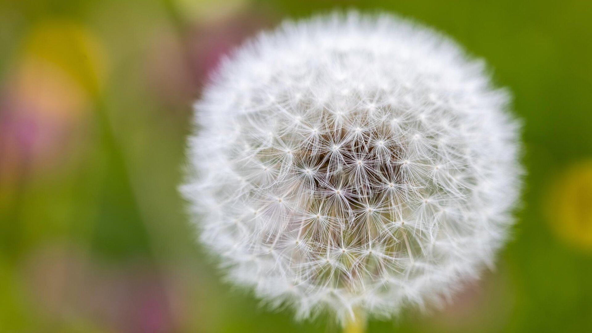 blume | © Nina Homberger